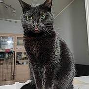 Azraël a rejoint le concours — aidez-le/la à gagner de superbes lots ! cat, black_cat, pet, feline, whiskers, green_eyes, tongue_out, indoor, portrait, sitting, fur, paws, table, cabinet, home_interior, curious, close_up, cute, domestic_animal, lighting