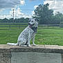 dog, bandana, stone_wall, grass, trees, clouds, sky, outdoor, nature, animal, pet, sitting, happy, tongue_out, fence, park, daytime, cute, canine, spot_pattern