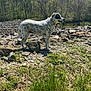 dog, outdoor, nature, rocky_terrain, greenery, trees, sunlight, canine, animal, collar, spotty, standing, grass, blue_sky, daytime, mammal, pet, summer, landscape, wildlife