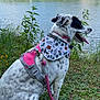 dog, spotted_dog, pink_harness, bandana, outdoor, lake, water, grass, greenery, trees, nature, summer, pets, animal, leash, happy, tongue_out, side_view, canine, scenic