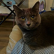 Gracie is registered to the contest to win money with this photo: cat, gray_cat, yellow_eyes, indoor, furniture, checkered_fabric, close_up, pet, domestic_animal, sitting, cozy, table, iron, background_blur, fur, whiskers, ears, animal_face, home, relaxed