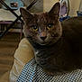 cat, gray_cat, yellow_eyes, indoor, furniture, checkered_fabric, close_up, pet, domestic_animal, sitting, cozy, table, iron, background_blur, fur, whiskers, ears, animal_face, home, relaxed