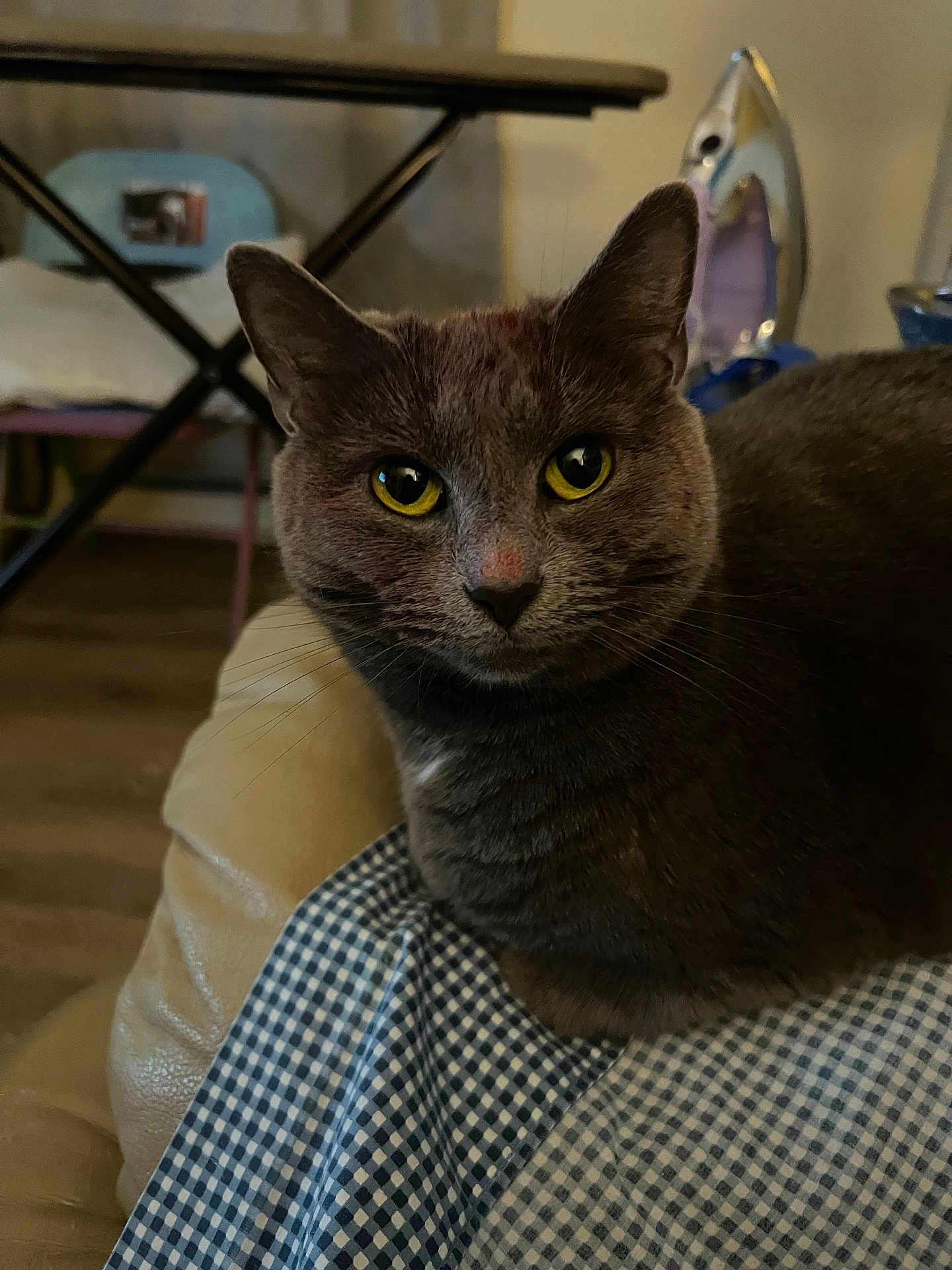 Gracie