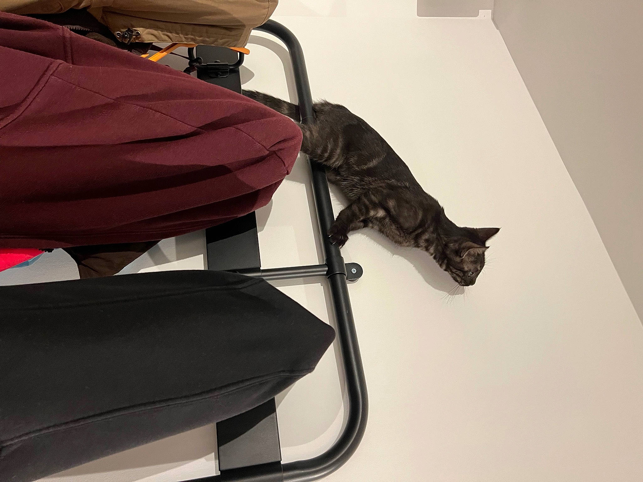 Lokie a rejoint le concours — aidez-le/la à gagner de superbes lots ! auto_part, bag, baggage, carnivore, cat, comfort, fashion_accessory, felidae, fur, leather, luggage_and_bags, magenta, metal, personal_protective_equipment, room, sleeve, small_to_medium_sized_cats, strap, tail