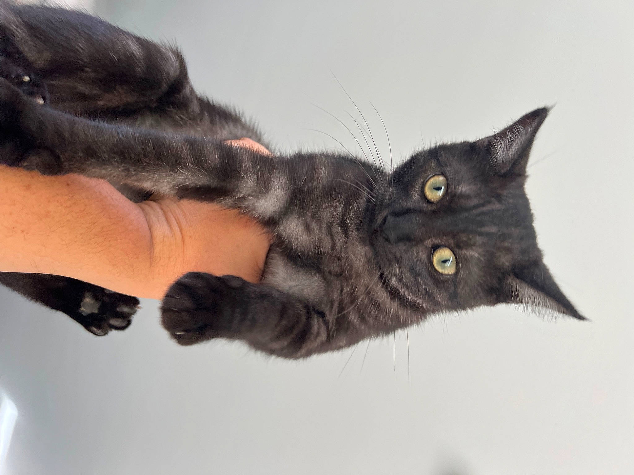Lokie participe au concours pour gagner de l'argent avec cette photo : black_cat, carnivore, cat, claw, domestic_short_haired_cat, felidae, foot, fur, gesture, human_leg, nail, paw, small_to_medium_sized_cats, snout, tail, whiskers, wrist