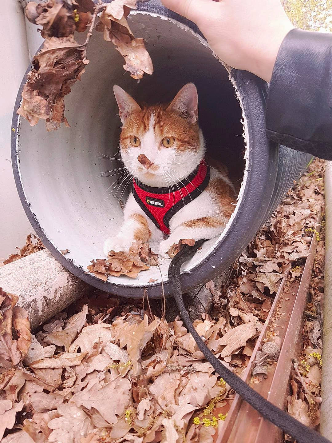 Miaouss a rejoint le concours — aidez-le/la à gagner de superbes lots ! aegean_cat, asian, carnivore, cat, domestic_short_haired_cat, european_shorthair, fawn, felidae, german_rex, kitten, small_to_medium_sized_cats, tabby_cat, wheel, whiskers