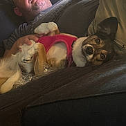Luna is registered to the contest to win money with this photo: man, dog, couch, indoor, relaxing, pet, harness, casual, comfort, leisure, human, animal, fur, face, portrait, resting, clothing, hand, smile, glasses