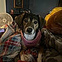 Luna is registered to the contest to win money with this photo: dog, blanket, indoor, pet, cozy, harness, fan, furniture, portrait, resting, comfort, couch, warm, home, animal, fur, face, ears, eyes, nose