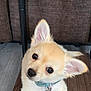 Ollie joined the competition — help win amazing prizes! adorable, animal, canine, collar, curious, cute, dog, domestic_animal, ears, floor, fluffy, fur, indoor, looking_up, pet, portrait, puppy, small_dog, wooden_floor, young_dog