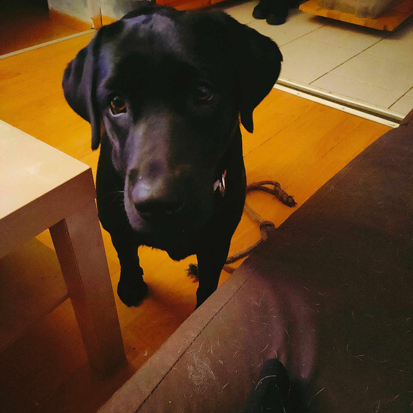 Tess