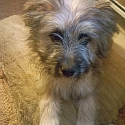 Abby participe au concours pour gagner de l'argent avec cette photo : animal, beige, blanket, canine, carpet, closeup, cozy, cute, dog, fluffy, fur, home, indoor, laying, pet, puppy, relaxed, scruffy, soft, young