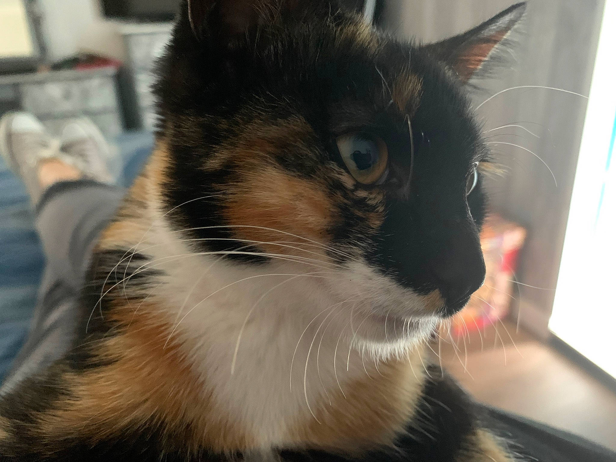 Becka is registered to the contest to win money with this photo: carnivore, cat, domestic_short_haired_cat, felidae, fur, pet_supply, small_to_medium_sized_cats, snout, whiskers, window