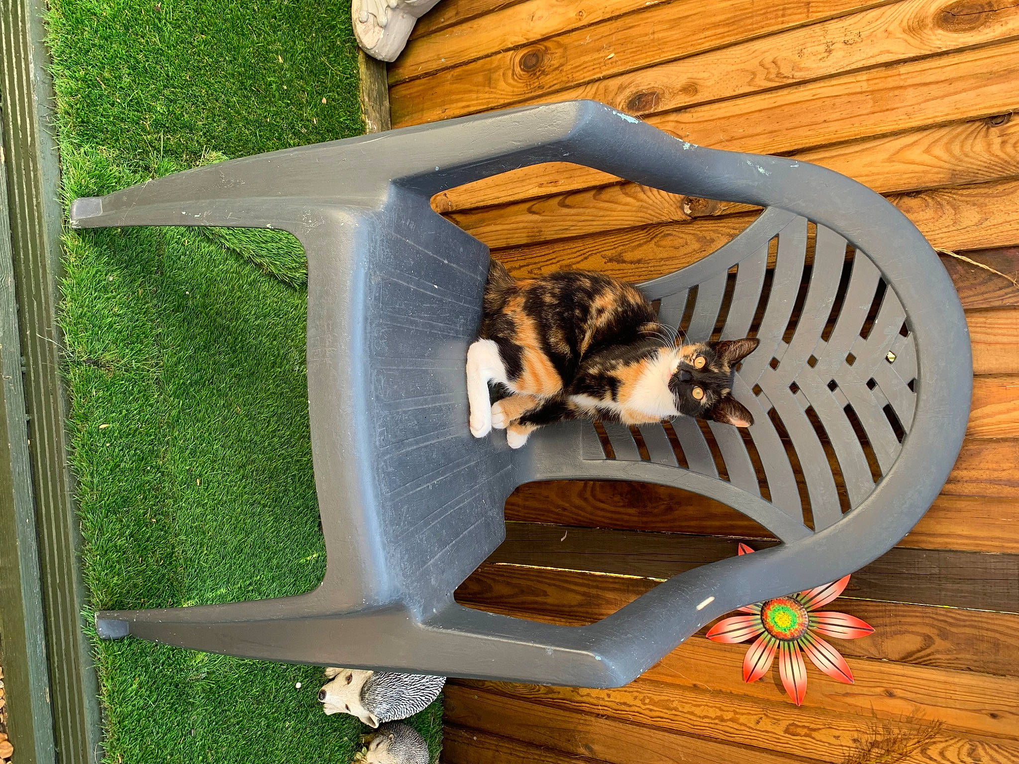 Becka is registered to the contest to win money with this photo: art, bird_feeder, bird_supply, birdhouse, cat_supply, felidae, flower, grass, hardwood, natural_material, outdoor_furniture, pet_supply, plywood, rectangle, shelf, table, tail, wing, wood, wood_stain