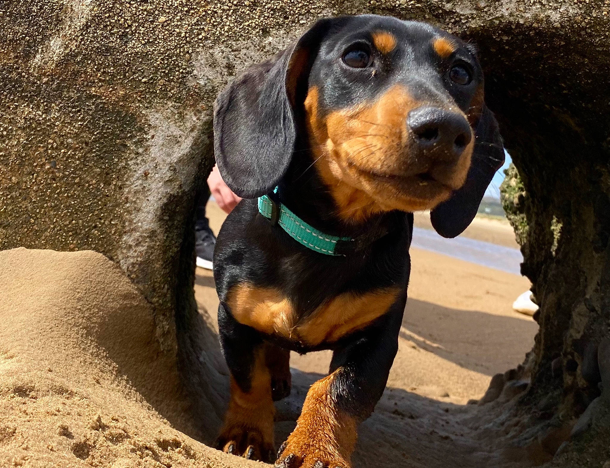 Kobi is registered to the contest to win money with this photo: canidae, carnivore, collar, companion_dog, dachshund, dog, dog_breed, fawn, guard_dog, hound, hunting_dog, liver, scent_hound, snout, soil, sporting_group, terrestrial_animal, whiskers, working_animal, working_dog