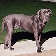 Viking a rejoint le concours — aidez-le/la à gagner de superbes lots ! alone, animal, backyard, blur, canine, concrete, dark_fur, dog, flash, grainy, grass, large_dog, mammal, night, outdoor, pet, quiet, shadow, side_view, standing