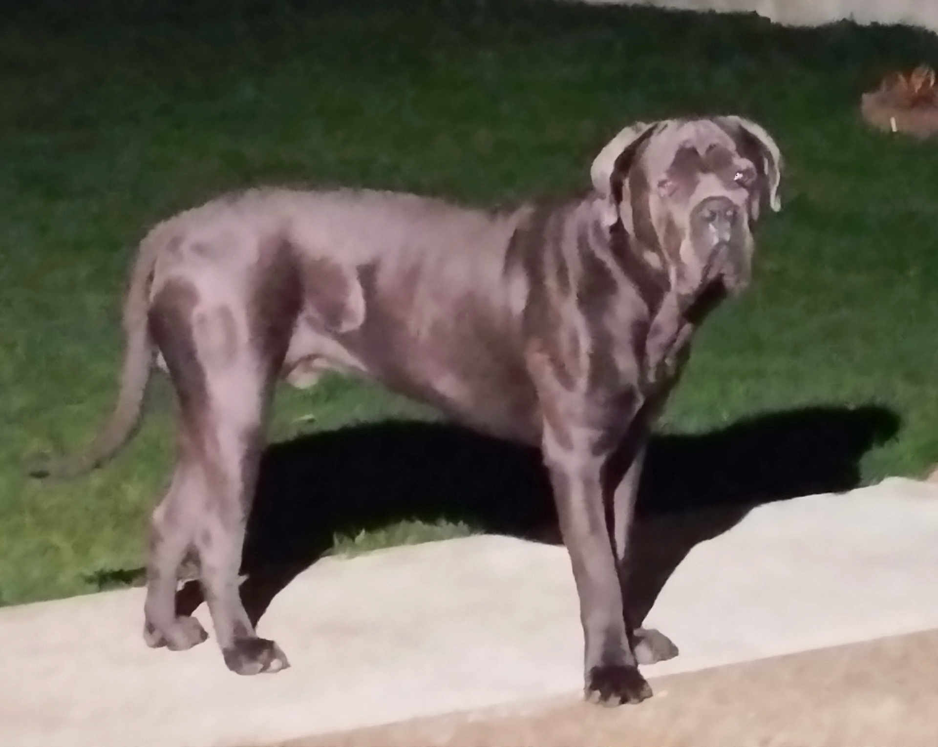 Viking a rejoint le concours — aidez-le/la à gagner de superbes lots ! alone, animal, backyard, blur, canine, concrete, dark_fur, dog, flash, grainy, grass, large_dog, mammal, night, outdoor, pet, quiet, shadow, side_view, standing