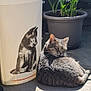 cat, tabby_cat, animal, pet, sunlight, shadow, bucket, plant_pot, greenery, concrete_floor, outdoor, relaxing, feline, domestic_animal, resting, gray_cat, container, side_view, daylight, quiet