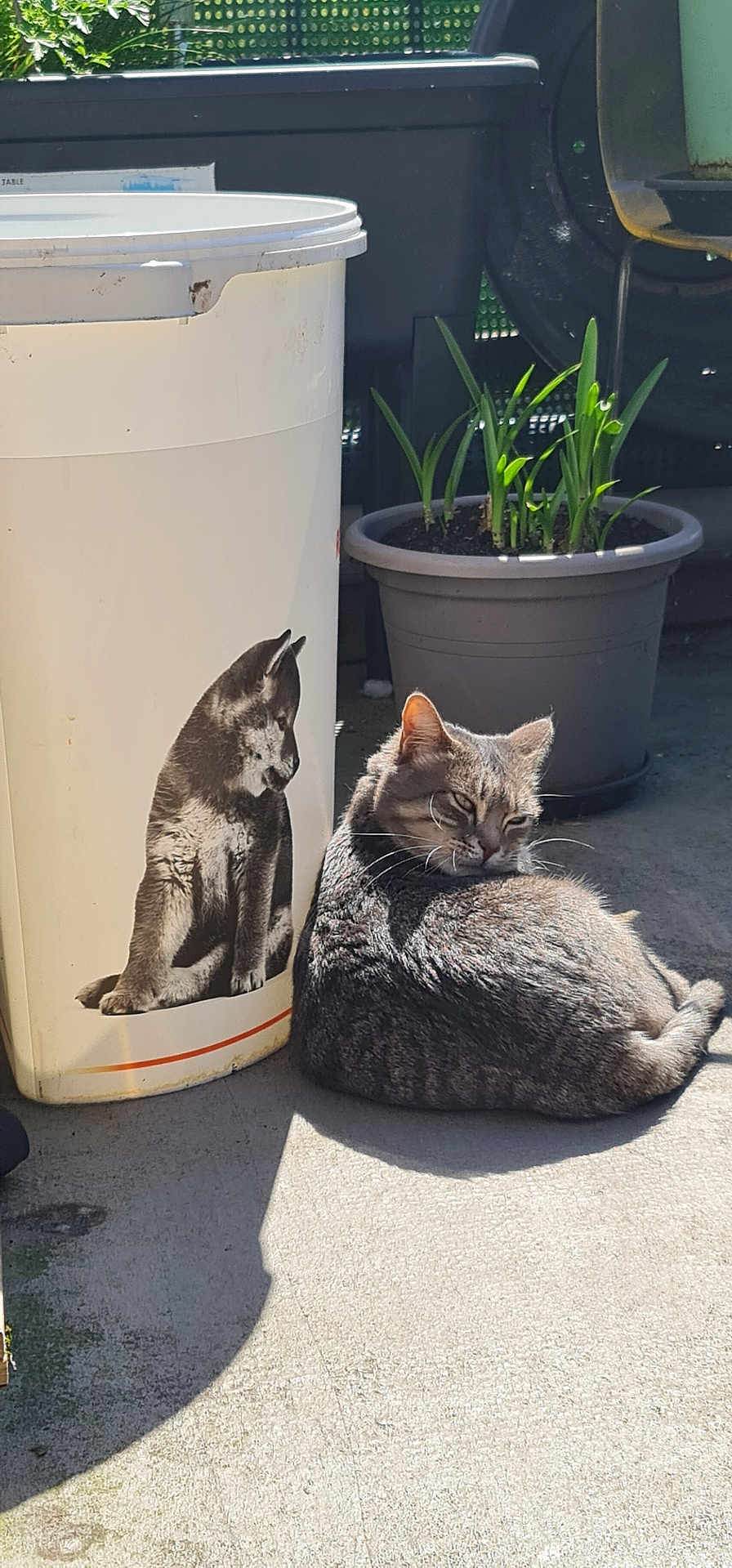 Una a rejoint le concours — aidez-le/la à gagner de superbes lots ! cat, tabby_cat, animal, pet, sunlight, shadow, bucket, plant_pot, greenery, concrete_floor, outdoor, relaxing, feline, domestic_animal, resting, gray_cat, container, side_view, daylight, quiet