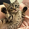 kitten, cat, tabby, pet, feline, paw, fur, whiskers, indoor, blanket, pink, cute, animal, young, playful, soft, closeup, resting, cozy, domestic