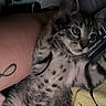 kitten, cat, animal, pet, tabby, spotted, fur, paw, indoor, tattoo, arm, pillow, yellow, cartoon, cute, lying_down, cozy, curious, playful, young