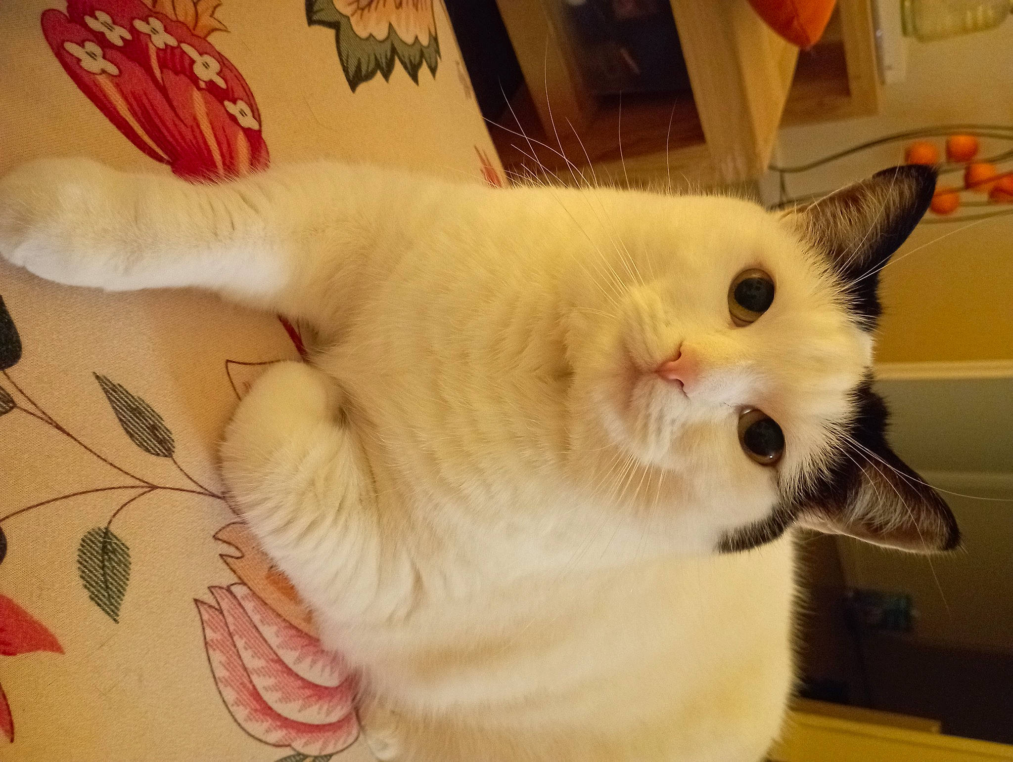 Taka