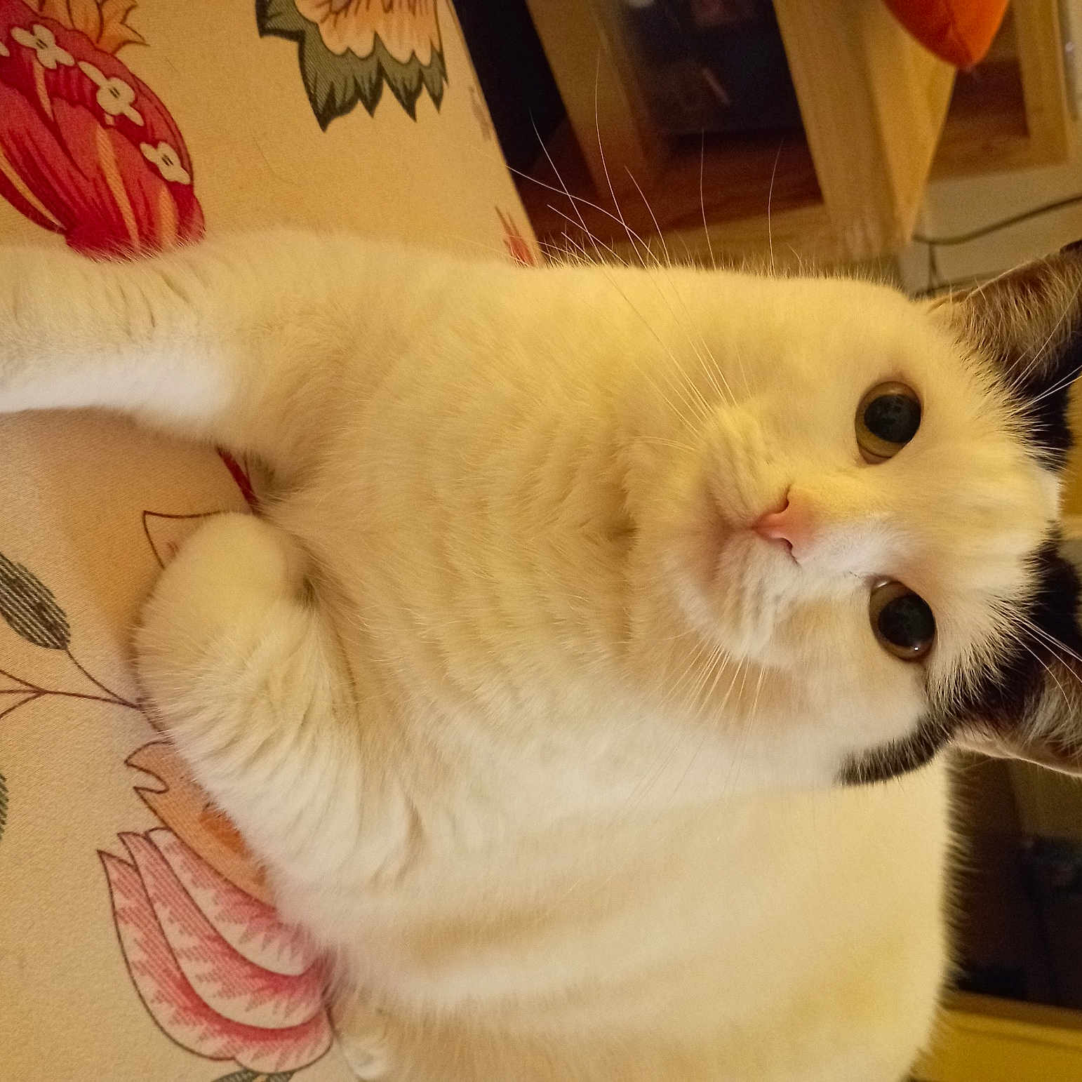 Taka