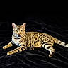 Milo is registered to the contest to win money with this photo: cat, spotted_cat, animal, pet, feline, fur, whiskers, eyes, ears, mouth, paws, tail, lying_down, black_background, velvet, indoor, portrait, closeup, alert, striped