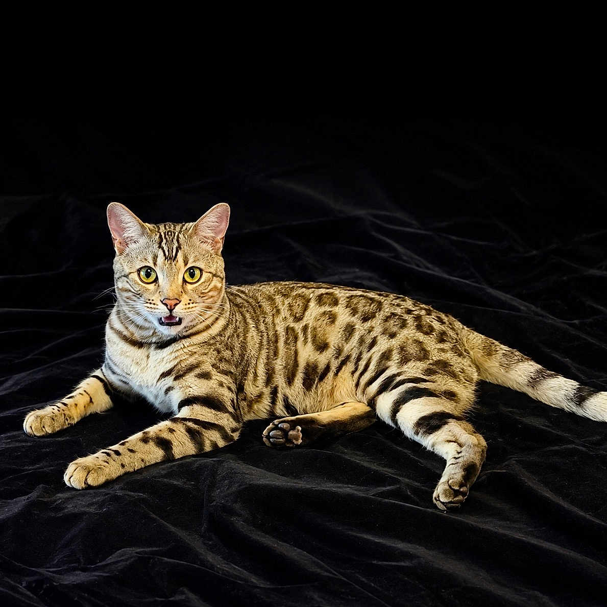 Milo is registered to the contest to win money with this photo: cat, spotted_cat, animal, pet, feline, fur, whiskers, eyes, ears, mouth, paws, tail, lying_down, black_background, velvet, indoor, portrait, closeup, alert, striped
