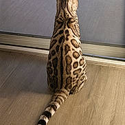 Milo is registered to the contest to win money with this photo: cat, bengal_cat, animal, pet, feline, striped, spotted, tail, sitting, back_view, indoor, wooden_floor, window, door, shadow, fur_pattern, domestic_animal, quiet, calm, resting
