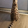cat, bengal_cat, animal, pet, feline, striped, spotted, tail, sitting, back_view, indoor, wooden_floor, window, door, shadow, fur_pattern, domestic_animal, quiet, calm, resting