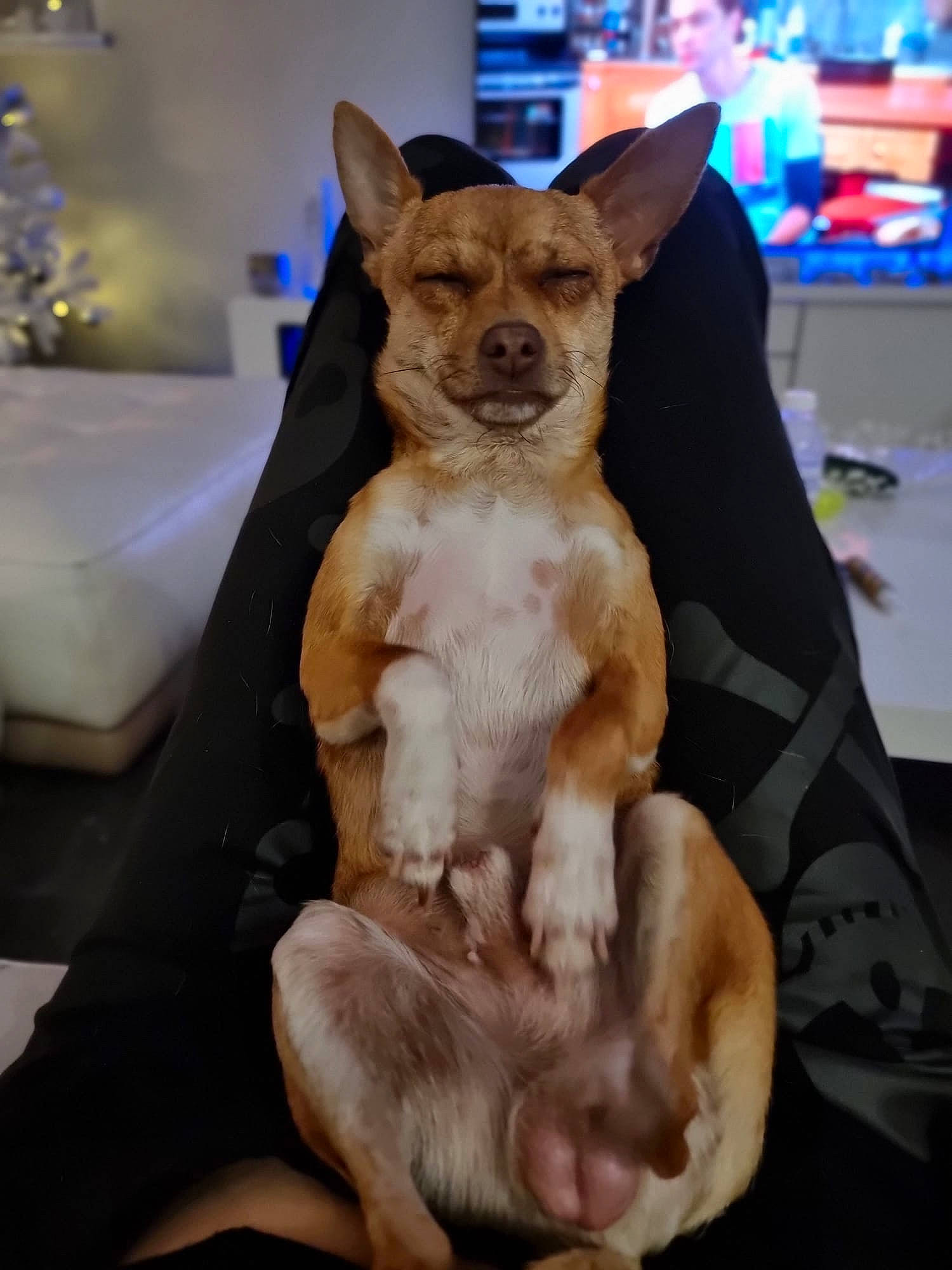 Simba a rejoint le concours — aidez-le/la à gagner de superbes lots ! canidae, carnivore, chihuahua, collar, comfort, companion_dog, dog, dog_breed, dog_supply, ear, fawn, fur, paw, pet_supply, snout, sporting_group, terrestrial_animal, toy_dog, whiskers, working_animal