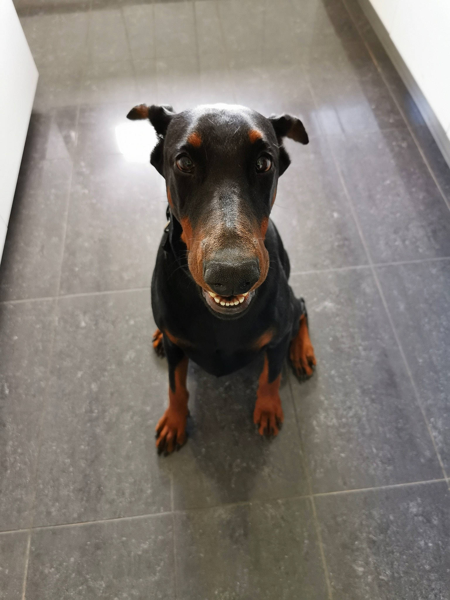 Dona participe au concours pour gagner de l'argent avec cette photo : canidae, carnivore, companion_dog, dog, dog_breed, fawn, flooring, grey, guard_dog, hunting_dog, liver, pinscher, plant, puppy, snout, sporting_group, terrestrial_animal, whiskers, working_animal, working_dog