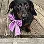 dog, dachshund, black_dog, bow_tie, pet, animal, outdoor, wooden_porch, close_up, sitting, cute, small_dog, canine, portrait, fur, ears, nose, paw, looking, daylight