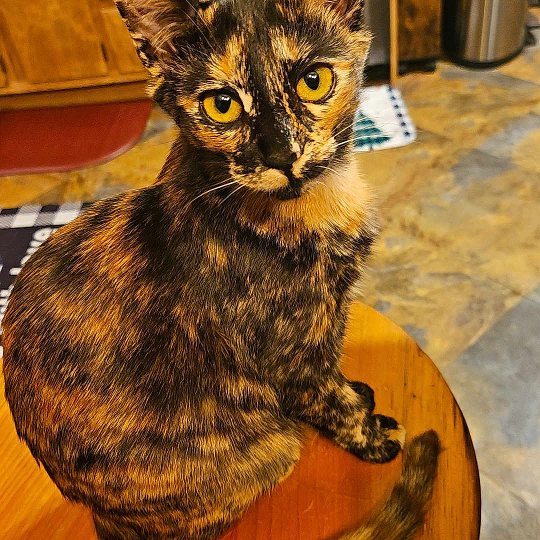 Throttle is registered to the contest to win money with this photo: abyssinian, animal, architecture, cabinet, cat, closet, cupboard, diningtable, furniture, hardwood, indoors, interiordesign, kitten, manx, pet, plywood, shelf, stainedwood, table, wood