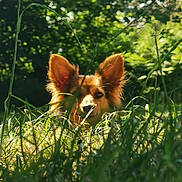 Luna a rejoint le concours — aidez-le/la à gagner de superbes lots ! dog, animal, ears, grass, greenery, outdoor, nature, sunlight, pet, canine, field, hide_and_seek, curious, fur, muzzle, playful, summer, daylight, portrait, background_blur