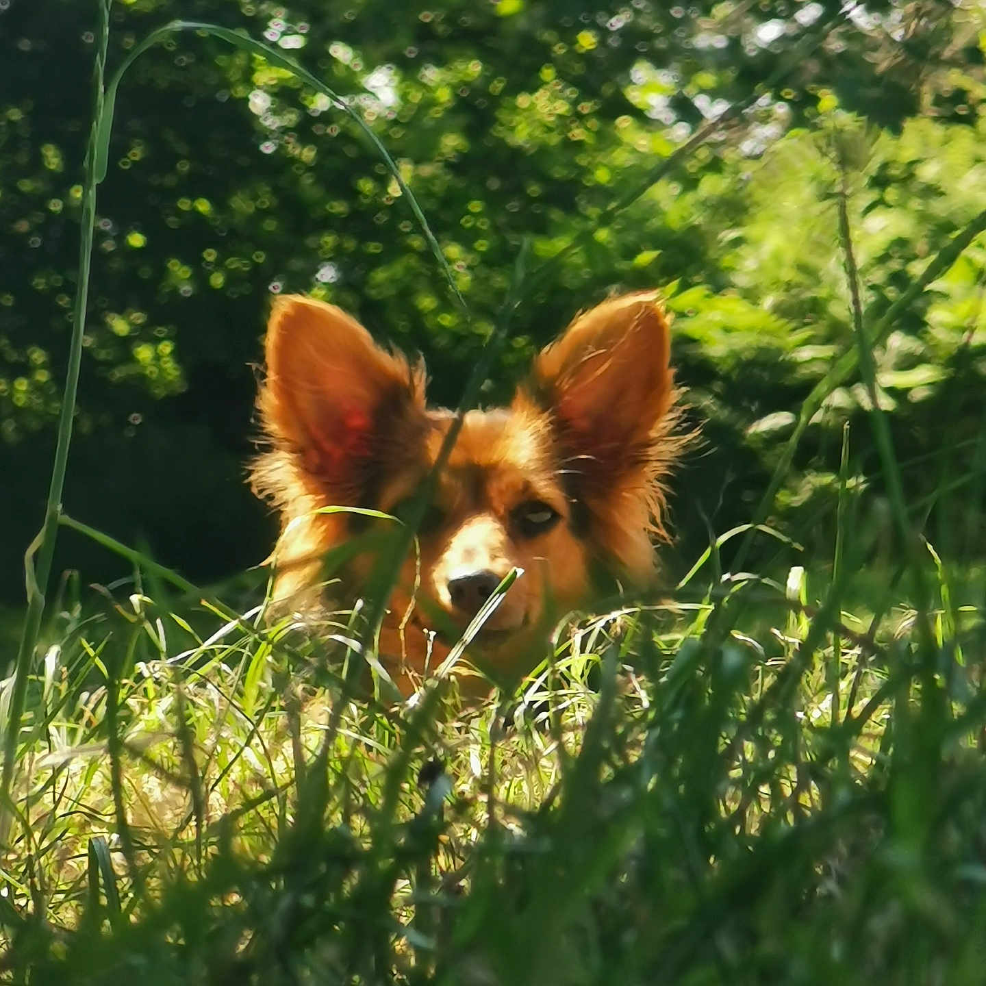 Luna a rejoint le concours — aidez-le/la à gagner de superbes lots ! animal, background_blur, canine, curious, daylight, dog, ears, field, fur, grass, greenery, hide_and_seek, muzzle, nature, outdoor, pet, playful, portrait, summer, sunlight