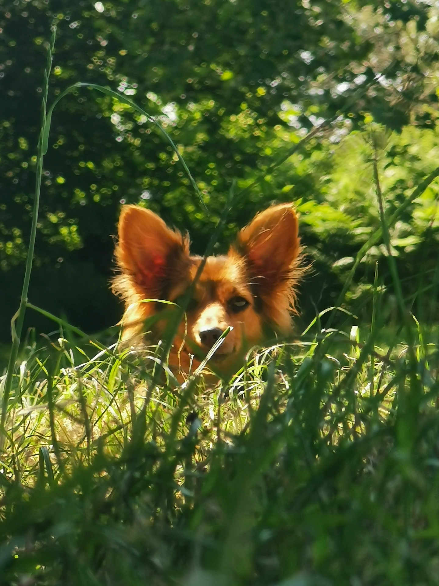 Luna a rejoint le concours — aidez-le/la à gagner de superbes lots ! dog, animal, ears, grass, greenery, outdoor, nature, sunlight, pet, canine, field, hide_and_seek, curious, fur, muzzle, playful, summer, daylight, portrait, background_blur