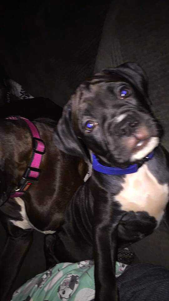 Layla Ali joined the competition — help win amazing prizes! american_pit_bull_terrier, bandog, beagador, cane_corso, canidae, carnivore, dog, dog_breed, fawn, great_dane, guard_dog, mammal, molosser, non_sporting_group, pit_bull, puppy, snout, sporting_group, vertebrate