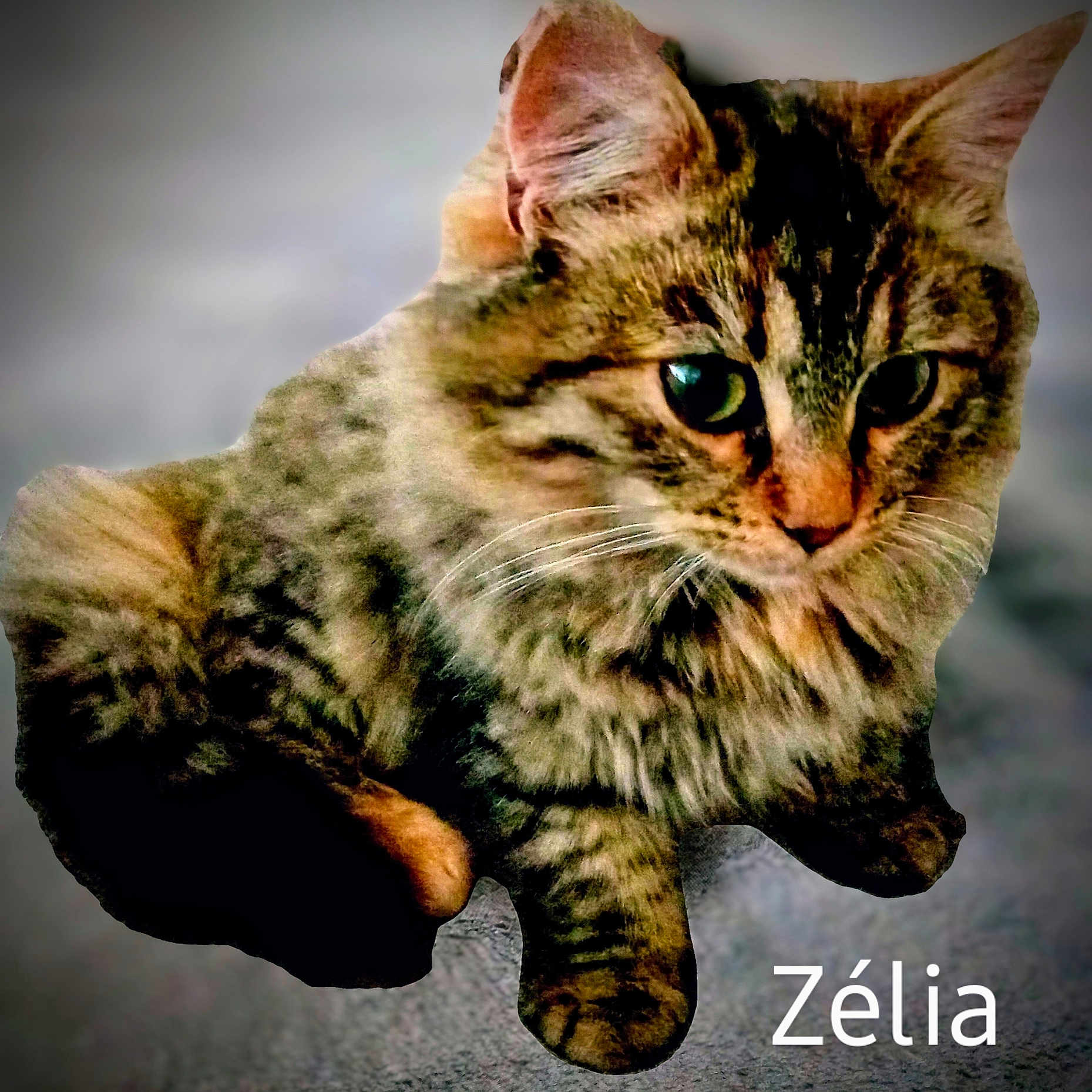 Zélia