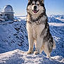 Porkky participe au concours pour gagner de l'argent avec cette photo : dog, alaskan_malamute, snow, mountain, blue_sky, observatory, outdoor, winter, fur, animal, canine, landscape, nature, cold, happy, tongue_out, snowy_peak, sky, scenic, adventure