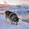 canine, clouds, dog, fur, husky, ice, lake, landscape, malamute, mountain, nose, outdoor, pet, scenery, sky, sniffing, snow, sunset, water, winter