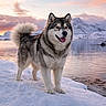 Porkky a rejoint le concours — aidez-le/la à gagner de superbes lots ! alaskan_malamute, clouds, cold, dog, fur, happy, lake, landscape, mountain, nature, outdoor, paw, portrait, reflection, scenery, sky, snow, sunset, tongue, water