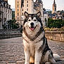 dog, alaskan_malamute, animal, pet, sitting, happy, smiling, cobblestone, street, castle, building, architecture, sky, cloud, tree, flower, outdoor, daylight, fur, portrait