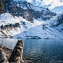 Porkky a rejoint le concours — aidez-le/la à gagner de superbes lots ! dog, husky, mountain, lake, snow, water, nature, outdoor, sky, clouds, rocks, animal, scenic, landscape, winter, canine, peaceful, reflection, forest, travel