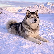 Porkky participe au concours pour gagner de l'argent avec cette photo : animal, canine, cold, dog, fluffy, fur, husky, landscape, lying_down, mammal, mountains, nature, outdoor, pet, scenic, serene, sky, snow, sunset, winter