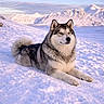 animal, canine, cold, dog, fluffy, fur, husky, landscape, lying_down, mammal, mountains, nature, outdoor, pet, scenic, serene, sky, snow, sunset, winter