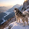 Porkky a rejoint le concours — aidez-le/la à gagner de superbes lots ! adventure, canine, cliff, cold, dog, fur, husky, landscape, majestic, mountain, nature, outdoors, peak, profile, scenic, snow, standing, sunrise, valley, winter