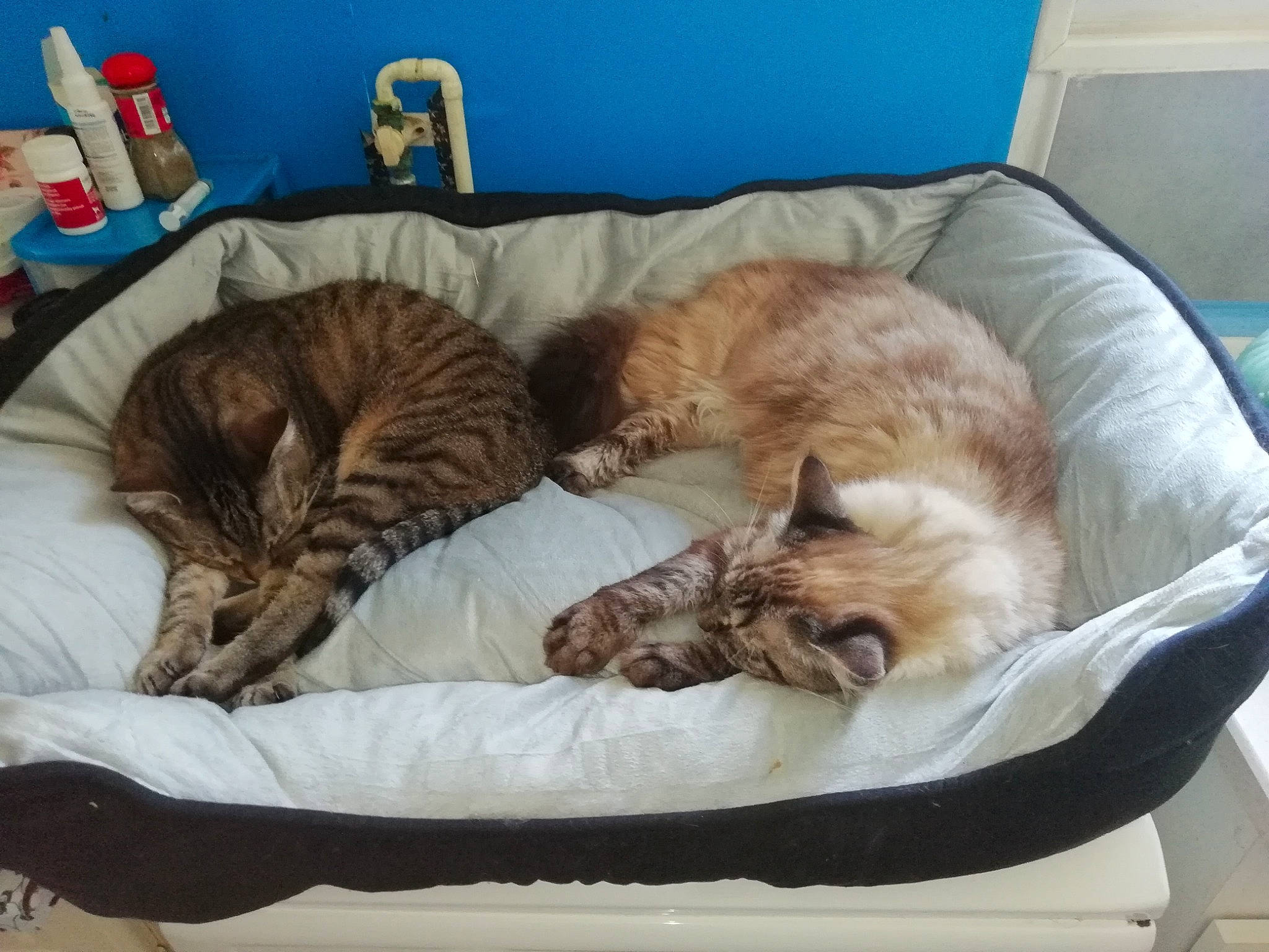 Taz a rejoint le concours — aidez-le/la à gagner de superbes lots ! bed, brown, carnivore, cat, cat_bed, comfort, companion_dog, domestic_short_haired_cat, fawn, felidae, fur, mammal, nap, pet_supply, sleep, small_to_medium_sized_cats, sporting_group, tail, vertebrate, whiskers