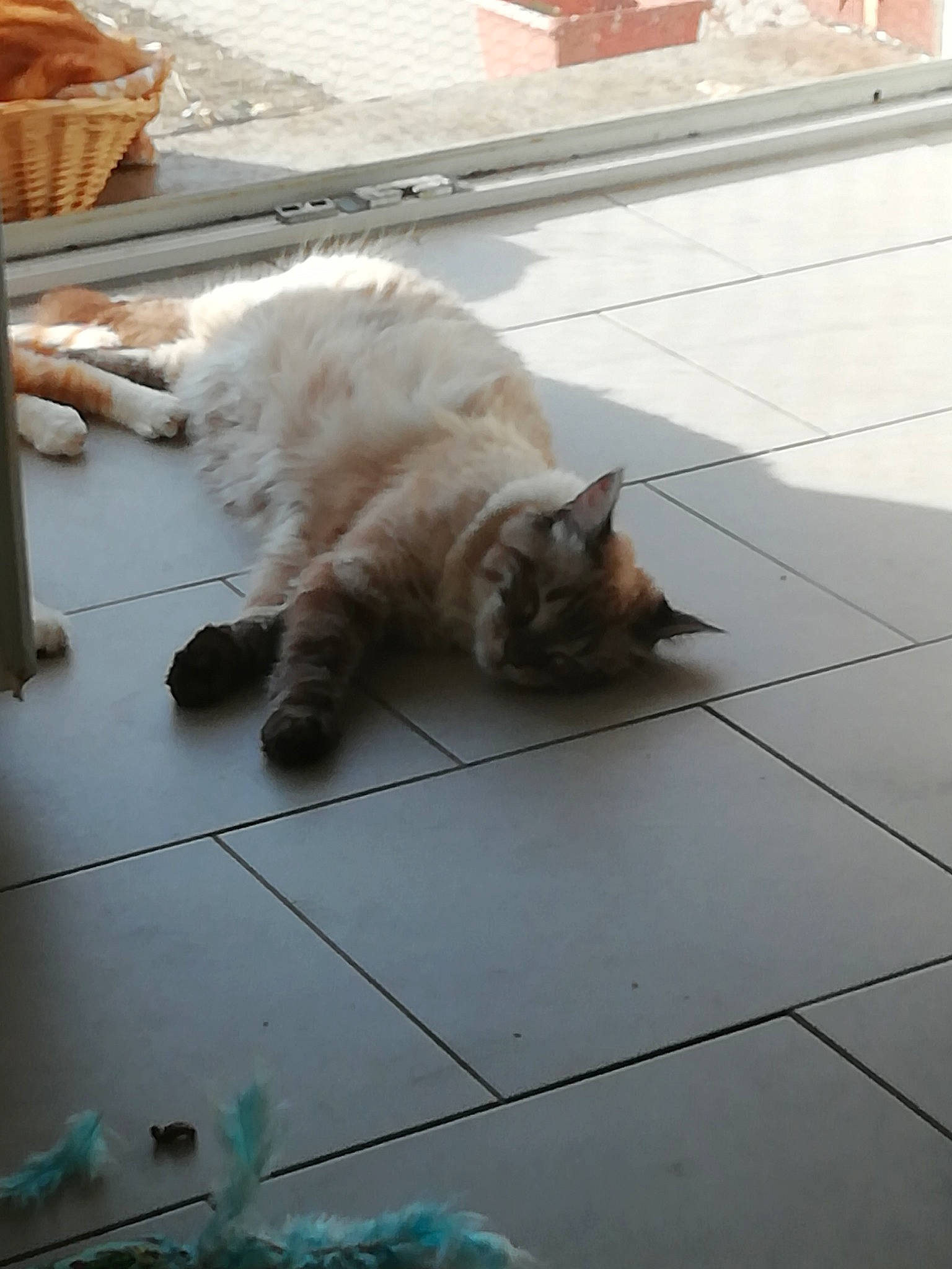 Taz participe au concours pour gagner de l'argent avec cette photo : carnivore, cat, claw, comfort, companion_dog, domestic_short_haired_cat, fawn, felidae, floor, flooring, foot, fur, hardwood, road_surface, small_to_medium_sized_cats, snout, tail, tile_flooring, whiskers, wood