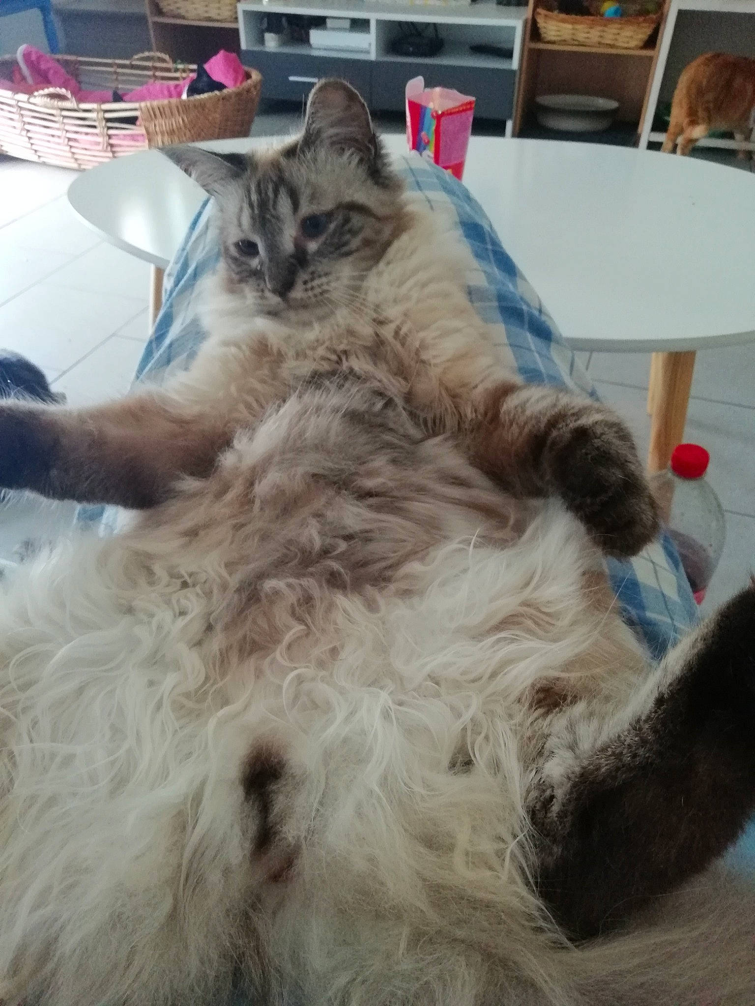 Taz a rejoint le concours — aidez-le/la à gagner de superbes lots ! british_longhair, carnivore, cat, claw, comfort, domestic_short_haired_cat, event, felidae, flooring, fur, grey, maine_coon, nap, paw, siberian, small_to_medium_sized_cats, table, tail, terrestrial_animal, whiskers